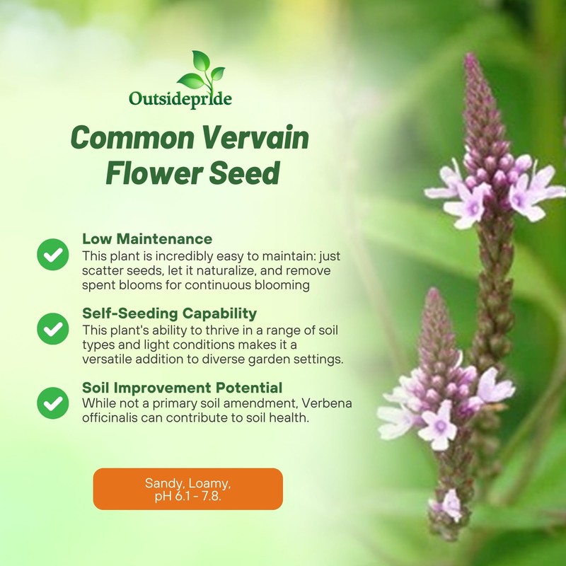 Outsidepride Common Verbena Seeds for Planting - 2000 Pcs. Annual,