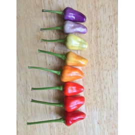 NuMex Twilight Pepper Seeds (20) / FLORIDA GROWN / RARE / AMAZING COLOR