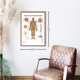 2 PACK Nervous System and Brain Anatomy Poster Set, LAMINATED, Anatomy and Physiology, 17.3 x 22.5 Inches, Body System Diagram, Anatomical Charts for Education Learning and Students