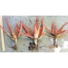 Aloe Rooted Aloe Dorotheae Red Sunset Aloe. 12-15 in Tall