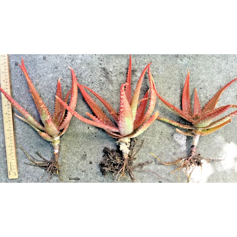Aloe Rooted Aloe Dorotheae Red Sunset Aloe. 12-15 in Tall