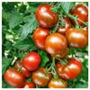 Everwilde Farms - 25 Organic Black Prince Heirloom Tomato Seeds