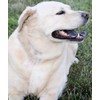 PET SUPPLEMENTS Dog Immune Booster - Dogs Immune Support -