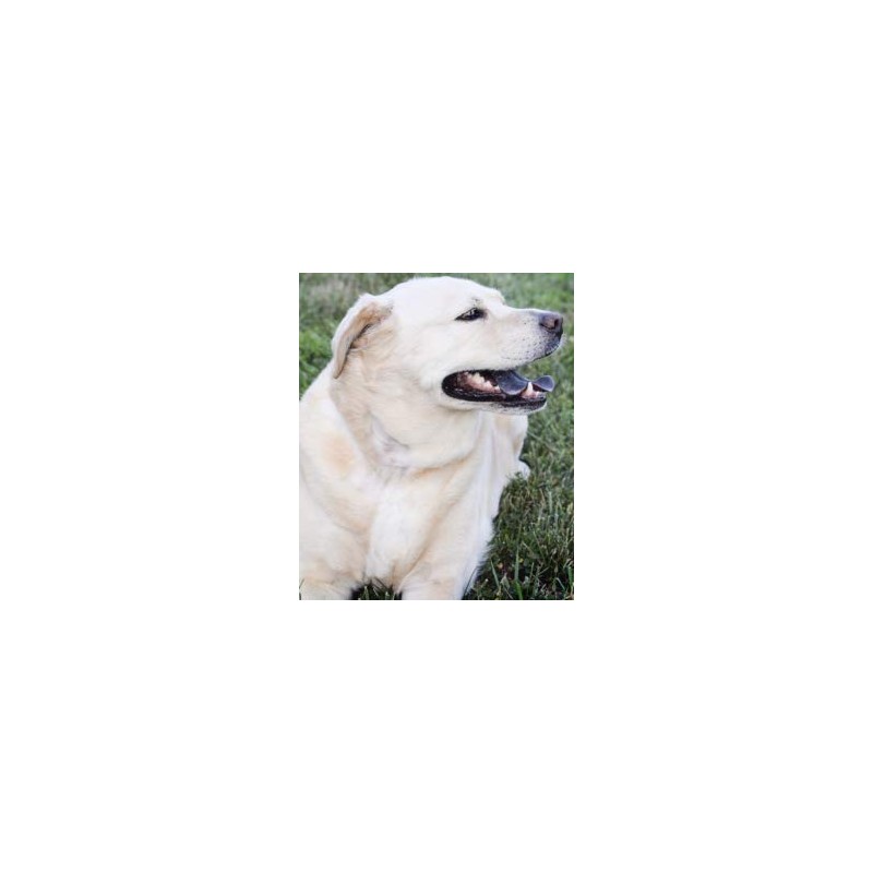PET SUPPLEMENTS Dog Immune Booster - Dogs Immune Support -
