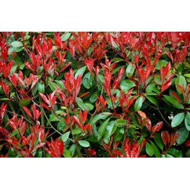 Photinia Red Tip - 3 Live Plants - Photinia x Fraseri - Evergreen Landscape Shrub