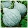 Everwilde Farms - 1 Lb Organic Blue Hubbard Winter Squash
