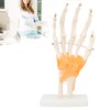 Human Hand Model Hand Joint Display Model for Patient Training