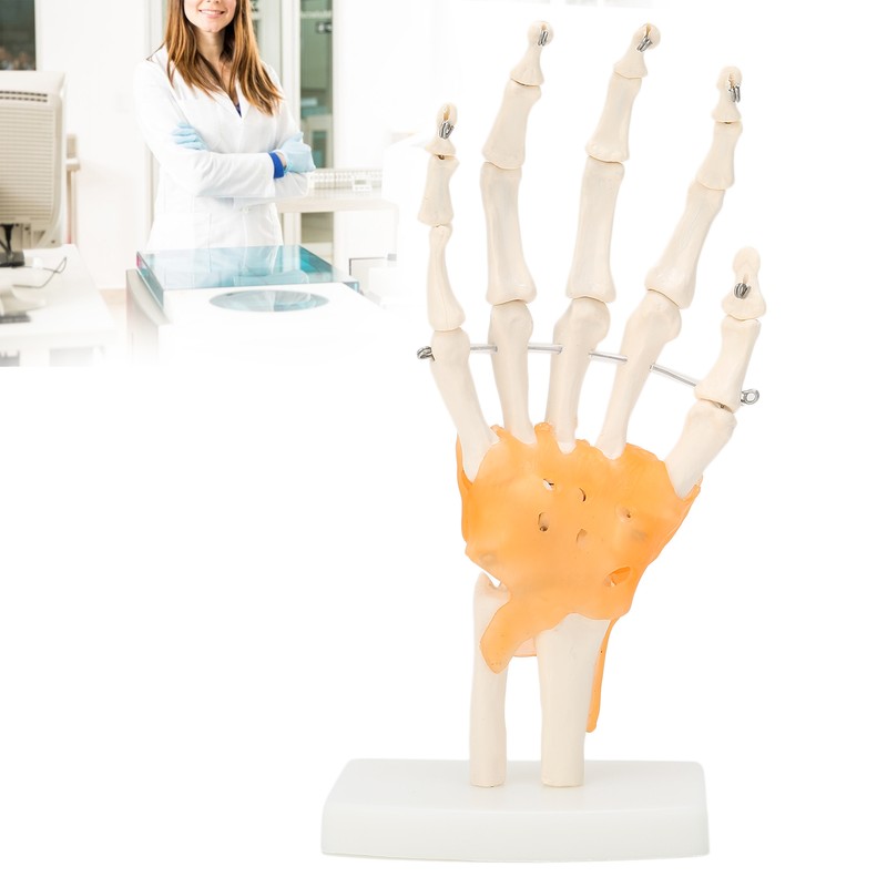 Human Hand Model Hand Joint Display Model for Patient Training
