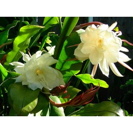 COLIBROX 2 pcs Cuttings White Orchid Cactus Epiphyllum Oxypetalum