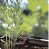 GARDENA Micro-Drip-System Endtropper pressure compensating: end piece for drip irrigation,