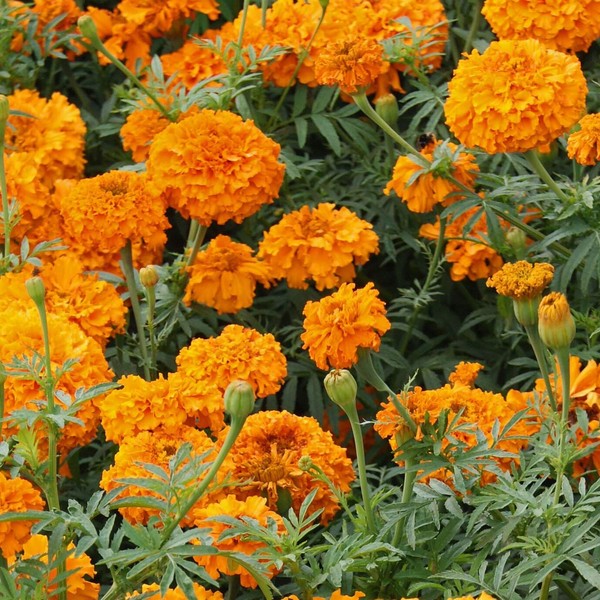 Outsidepride Marigold Orange - 2000 Seeds
