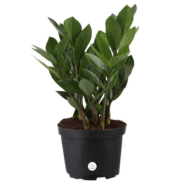 Costa Farms ZZ Zamioculcas Zamiifolia Live Indoor Plant, 10-Inch Tall, Fresh From Our Farm, Excellent Gift