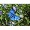 Blue Metalmark Butterfly Lasaia Sula Iron on or Sew on