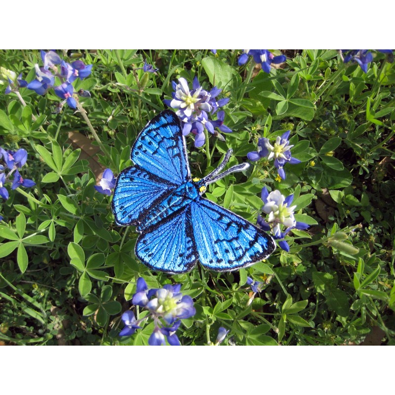 Blue Metalmark Butterfly Lasaia Sula Iron on or Sew on