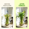 Lucky Bamboo Fertilizer – Liquid Plant Food for Greener Stalks,