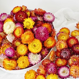 Pack of 30-40 dried flower heads for wedding and autumn party decoration