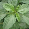 Molokhia Seeds (Corchorus olitorius) Packet of 10 Seeds