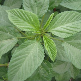 Molokhia Seeds (Corchorus olitorius) Packet of 10 Seeds