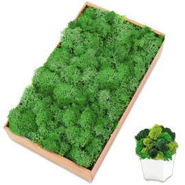 TCYPUHL Preserved Moss for Crafts Green Reindeer Moss for Potted Plants, Craft Decorative Moss Decor for Wall Art, Dried Moss(7oz, Green)