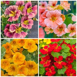 Rare Nasturtium Seeds for Planting - 150+ Mixed Nasturtium Seeds (Tropaeolum majus) Non-GMO Seeds, Attracts Pollinators