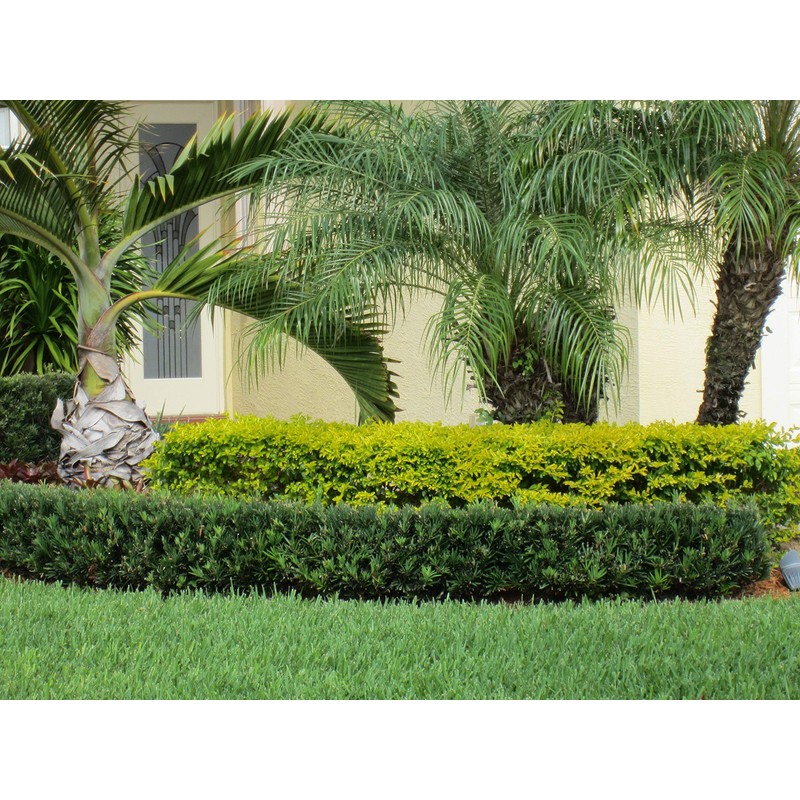 Dwarf Podocarpus Macrophyllus Pringles - 10 Live Plants - Dense