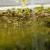 Rare! Australian Duckweed (Lemna Disperma) Floating Plant