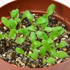 Seishin Pottery Home Garden Easy Cultivation Kit Nemophila Indoor Flower