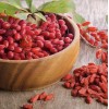 Goji Berry 5 Goji Berry Plant Cutting 6” Each Stick