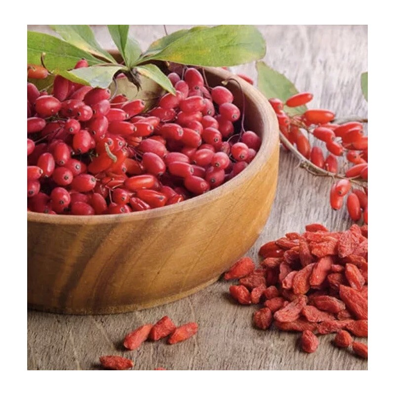 Goji Berry 5 Goji Berry Plant Cutting 6” Each Stick