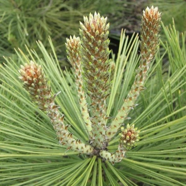 Pinus jeffreyi (Jeffrey Pine) Tree Seeds, Pleasant Fragrance, Attractive Cones,