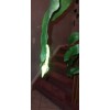 exotic 4 CLIPPINGS-Epiphyllum oxipetalum 'Queen of the Night' - 8"