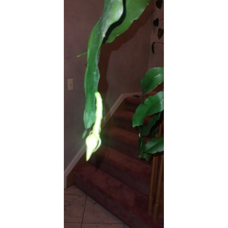 exotic 4 CLIPPINGS-Epiphyllum oxipetalum 'Queen of the Night' - 8"