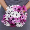 Eden Brothers Cape Daisy Seeds - Ballade Mix