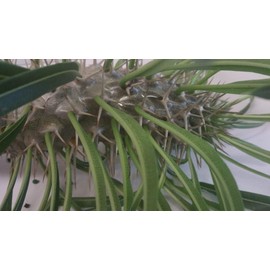 Madagascar Palm Pachypodium lamerii Tropical Succulent Bonsai Plant Unusual Thorny Trunk White Flower Starter Size 4 Inch Pot Emerald tm