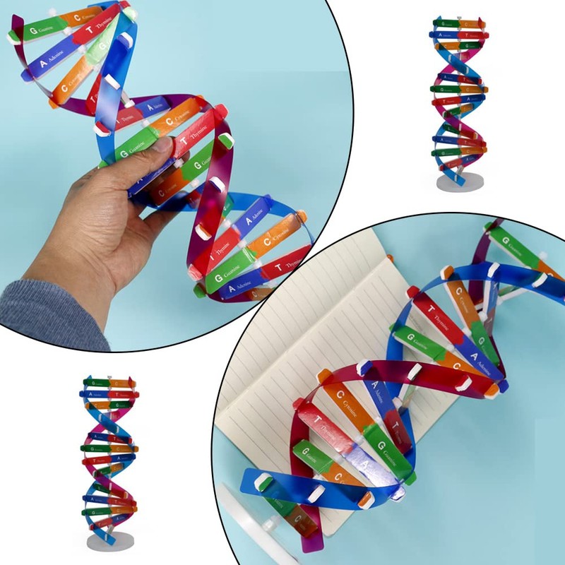 DHinkyoung DNA Model Double Helix Model Component Human Genes DNA