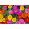 Cut and Come Back Zinnia Seeds for Planting - 250+