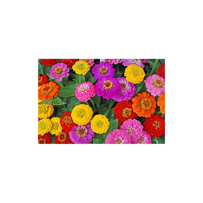 Cut and Come Back Zinnia Seeds for Planting - 250+