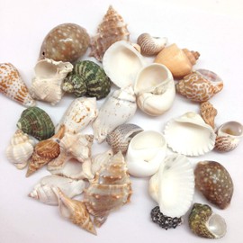 PEPPERLONELY Medium Drilled Shell Mix Sea Shells, 6 OZ Apprx. 20+ PC Shells, 1-1/2Inch ~ 2 Inch