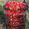 30+ Italian San Marzano Paste Tomato Seeds, Heirloom Non-GMO, Indeterminate,