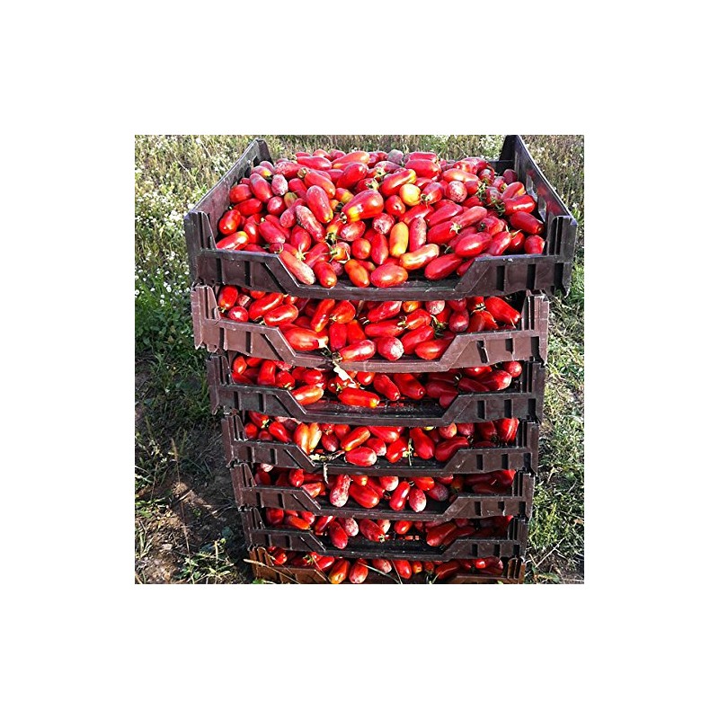 30+ Italian San Marzano Paste Tomato Seeds, Heirloom Non-GMO, Indeterminate,