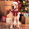 DOGWONG Christmas Dog Collar with Sailor Bow, Red Plaid Dog