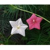 30+Tri Color Mix Cypress Hummingbird Vine Seeds(Cardinal Climber)Red,Wh
