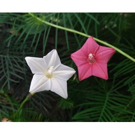 30+Tri Color Mix Cypress Hummingbird Vine Seeds(Cardinal Climber)Red,Wh