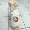 'Smiling Ginger Cat' Pet Dog/Cat T-Shirt (PT00146203)