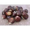 Chestnut American Hybrid Castanea dentata X mollissima Premium Seeds for