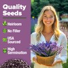 HOME GROWN 𝗨𝗦𝗔 𝗣𝗥𝗘𝗠𝗜𝗨𝗠 English Lavender Seeds 2 Pack 3000