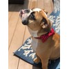Unique style paws Dog Collar with Removable Bow Tie, Dog