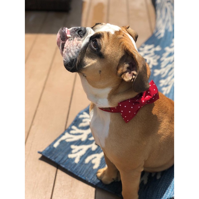 Unique style paws Dog Collar with Removable Bow Tie, Dog