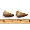 Mosasaur Dinosaur Teeth Fossil Lot of 2#17211