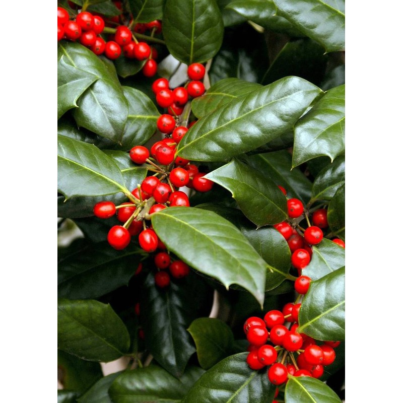 Nellie R. Stevens Holly - 10 Live Trees - Evergreen